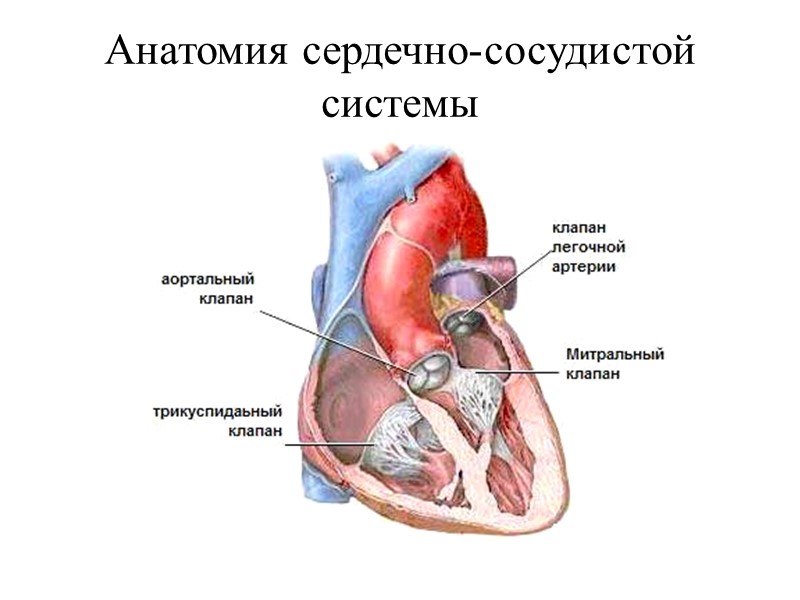 Анатомия сердечно-сосудистой системы